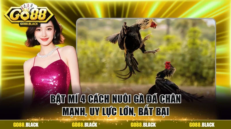 Cách nuôi gà đá chân mạnh