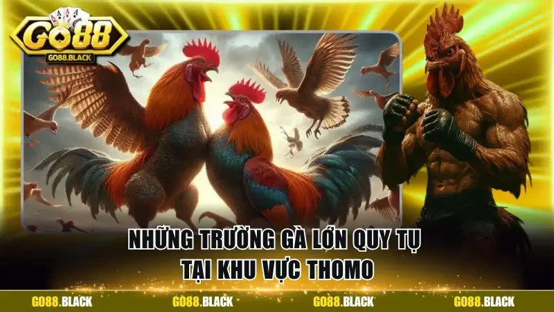 Những trường gà lớn quy tụ tại khu vực Thomo